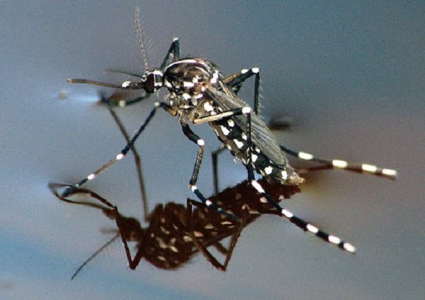 dengue aedesaegipty agua